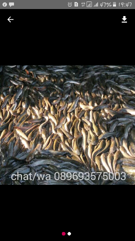 ikan lele konsumsi