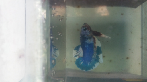 Jual Ikan Cupang hias/asuan