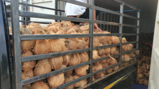 Jual Kelapa Tua