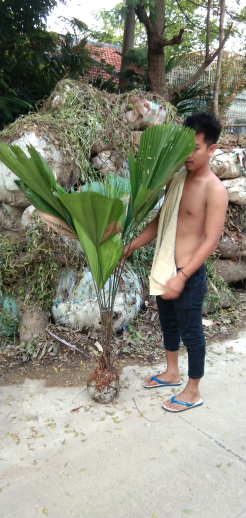 jual pohon palem sadeng 