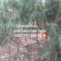 jual beringin keraton 