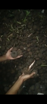 Porang segar