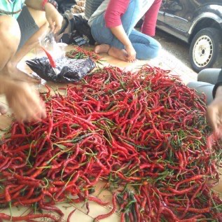 SUPPLIER SAYURAN UNTUK RESTORAN DAN HOTEL