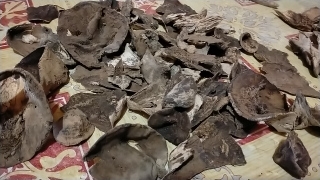 kayu gaharu Aceh