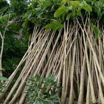 jual pohon tabebuya rosea 