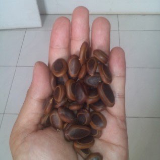 Benih Sengon Buto (Enterolobium cyclocarpum)