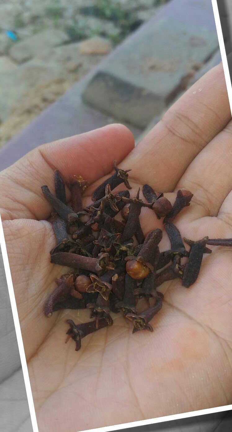 dijual cengkeh dari aceh 3 ton sisa
