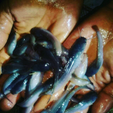 bibit ikan lele