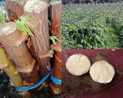 Bibit Singkong Kuning Mentega 1 Kg