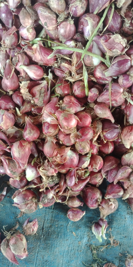 bawang merah garut bibit & sayur
