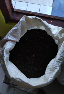 Cengkeh Kering Maluku & Zanzibar