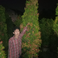 jual pohon pucuk merah 2 meter 