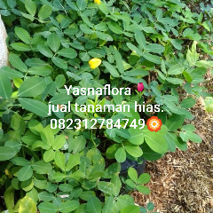 jual tanaman landep 