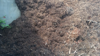 Fiber sawit