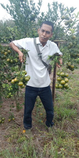 jual jeruk siam madu rud ukuran A B C