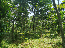 Jual Tanah Kebun + Isinya