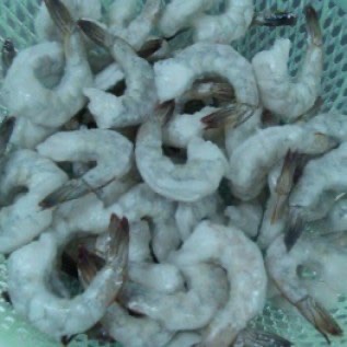 Supplier Udang Vaname