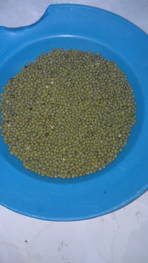 kacang ijo kecambah