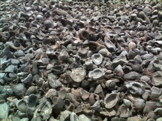 cangkang sawit (shell palm) non screening