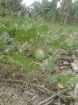 semangka