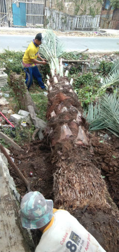 jual pohon palem kurma