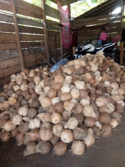 KELAPA TUA