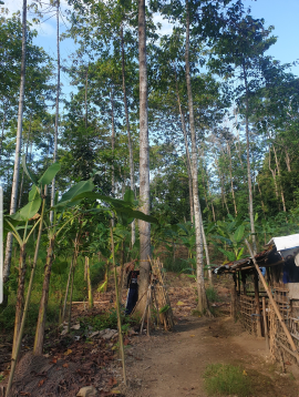 jual Kayu potong sendiri ada 2.250 kayu Jabon,sengon dan Jati