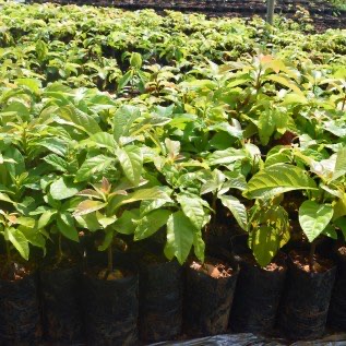 Bibit Alpuat Mentega Memiliki Rasa Yang Enak dan Pulen