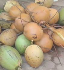 kelapa muda fresh