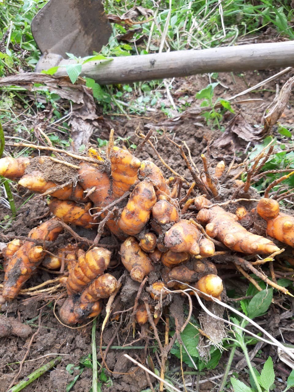 Kami menjual kunyit dalam jumlah besar