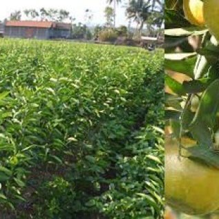 Bibit Jeruk Pecel kualitas super murah di Purworejo, Jawa Tengah