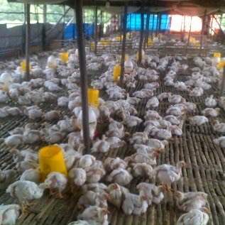 Jual DOC atau Bibit Ayam Broiler  Pengiriman Ke Sumatra