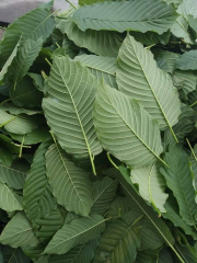 Teh Herbal