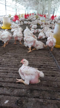 Menerima Orderan/Supply Ayam Potong (Broiler) Hidup Khusus Wilayah Medan