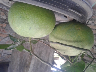 jeruk gulung ukuran big