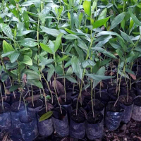 jual pohon akasia