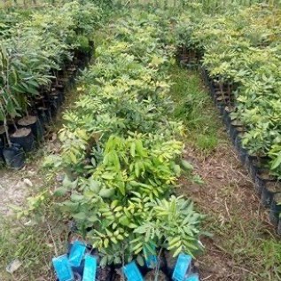 JUAL BIBIT KELENGKENG