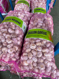 BAWANG PUTIH SINCO / BANCI (IMPORTIR LANGSUNG)