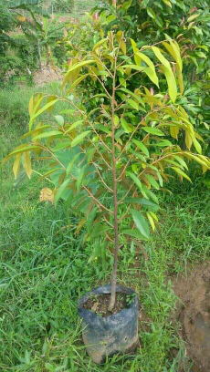 jual bibit dureng Montong