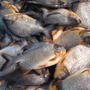 Ikan Ternak