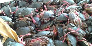 kepiting sungai