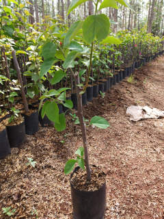 jual pohon bougenville 