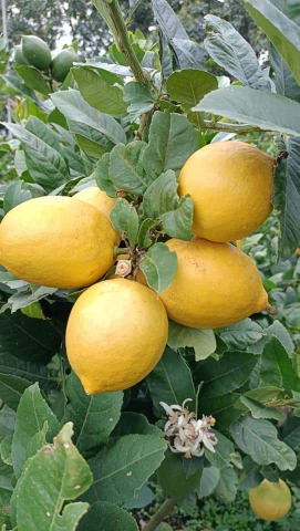 Jual lemon seedless & california