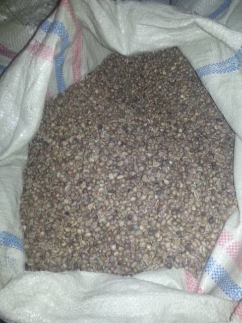 Jual Kopi Biji Robusta EK1 Grad 4 atau 5