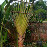 jual pohon pisang kipas 