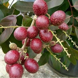 BIBIZ KLENGKENG MERAH