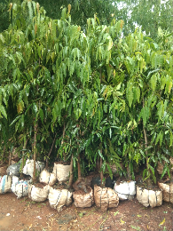 jual pohon palem putri 