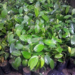 Jual Bibit Lada Perdu dan Bibit Lada Panjat