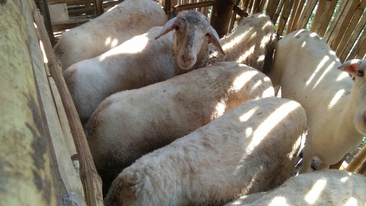 domba hasil penggemukan