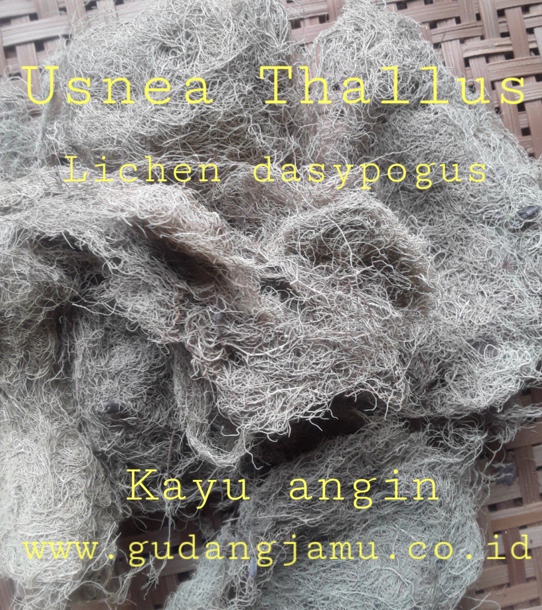 KAYU ANGIN USNEA THALLUS LICHEN